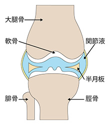 膝関節の構造図解